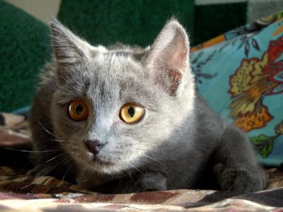 Лот: 3344763. Фото: 1. В любящую семью. Кошки, котята