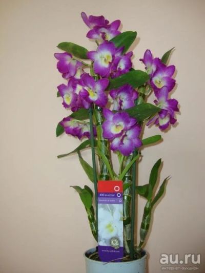 Лот: 15928048. Фото: 1. Орхидея дендробиум Нобиле, большой... Горшечные растения и комнатные цветы