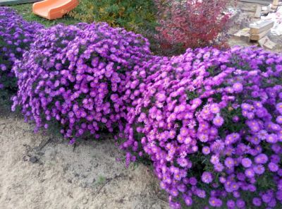 Лот: 12725976. Фото: 1. Астра Пурпл Доум (Purple Dome). Садовые цветы