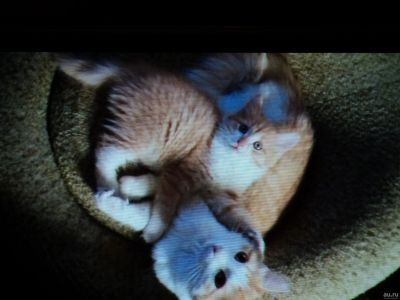 Лот: 13242922. Фото: 1. Котёнок))))). Кошки, котята