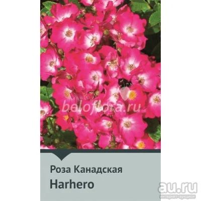 Лот: 15891784. Фото: 1. Роза Канадская Harhero, 120 см... Садовые цветы
