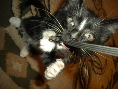 Лот: 3681796. Фото: 1. Очень срочно!!! отдам котенка... Кошки, котята