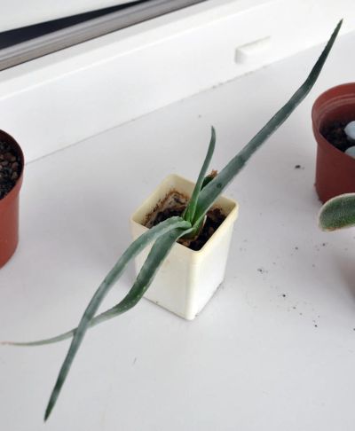 Лот: 9537359. Фото: 1. Алоэ (Aloe compressa). Горшечные растения и комнатные цветы