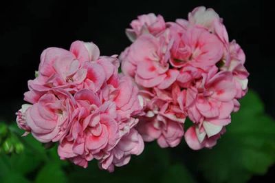 Лот: 17637743. Фото: 1. Пеларгония Lauren alexandra. Горшечные растения и комнатные цветы