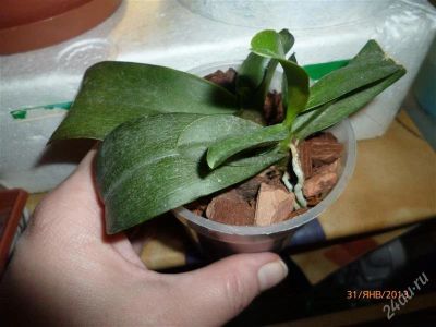 Лот: 2471342. Фото: 1. Орхидеи. Горшечные растения и комнатные цветы