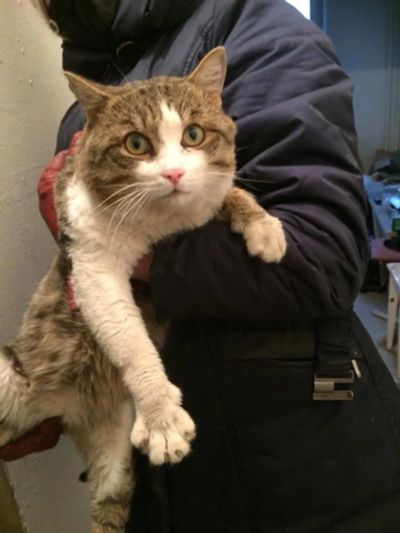 Лот: 16882135. Фото: 1. Кот. Кошки, котята
