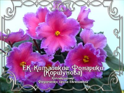 Лот: 2865601. Фото: 1. детка фиалки китайские фонарики. Горшечные растения и комнатные цветы