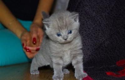 Лот: 3570760. Фото: 1. Лучший подарок - прехорошенькие... Кошки, котята
