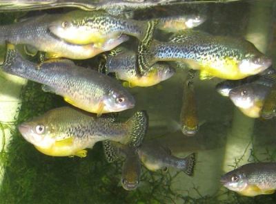 Лот: 3233445. Фото: 1. Ameca splendens поменяю на сладкое. Рыбки