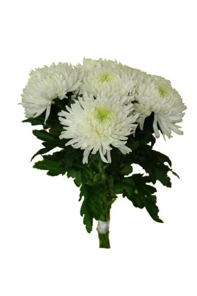 Лот: 11473713. Фото: 1. Хризантема. Свежие цветы