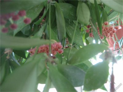 Лот: 7773421. Фото: 1. Хойя грацилис (Hoya gracilis). Горшечные растения и комнатные цветы