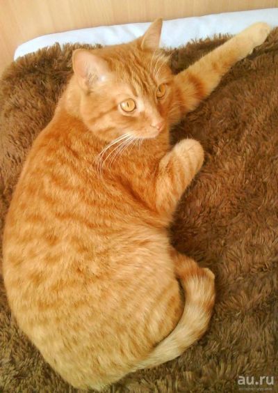 Лот: 9452014. Фото: 1. Рыжий шикарный кот:). Кошки, котята