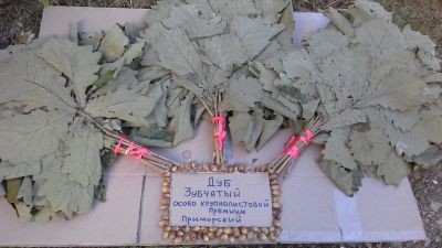 Лот: 8175830. Фото: 1. Веник для бани дуб Дентата с Земли... Банные принадлежности