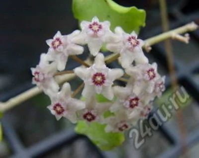Лот: 5960253. Фото: 1. Хойя каньякумаринская./Hoya kanyakumariana. Горшечные растения и комнатные цветы