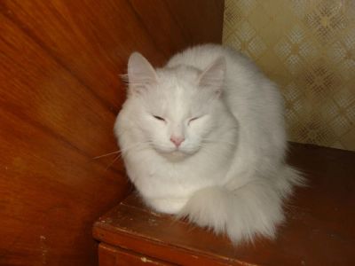 Лот: 3758691. Фото: 1. Отдам белую и пушистую кошку в... Кошки, котята