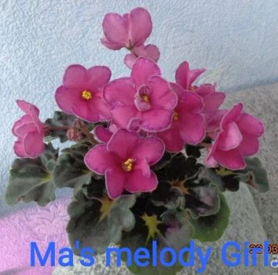 Лот: 17488895. Фото: 1. Фиалка Ma's melody Girl - стартер. Горшечные растения и комнатные цветы