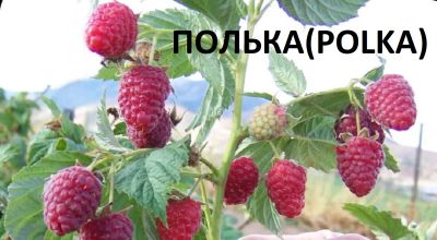 Лот: 21985804. Фото: 1. Малина "Полька" (Polka) - эталон... Ягоды