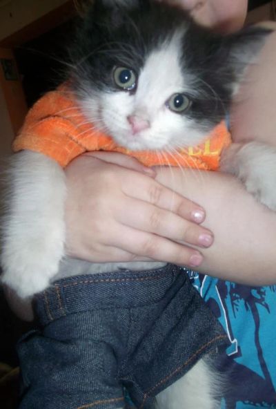 Лот: 4078878. Фото: 1. Отдам котят в хорошие руки. Кошки, котята