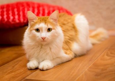 Лот: 6354310. Фото: 1. Великолепный кот. Кошки, котята
