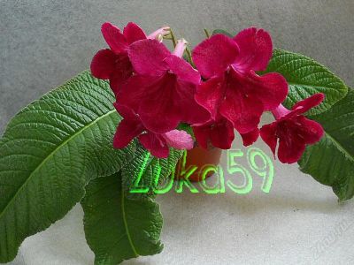 Лот: 1737491. Фото: 1. Деленка стрептокарпуса Raspberry... Горшечные растения и комнатные цветы