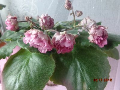 Лот: 6123927. Фото: 1. Фиалка ЛЕ-Мадам Помпадур - лист... Горшечные растения и комнатные цветы