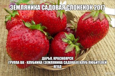 Лот: 10113598. Фото: 1. Клубника (Земляника садовая) усы... Ягоды
