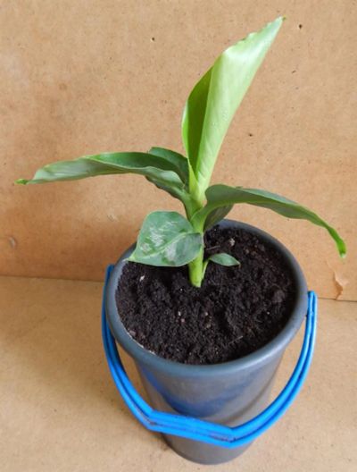 Лот: 2961241. Фото: 1. Карликовый банан (Dwarf Cavendish... Горшечные растения и комнатные цветы