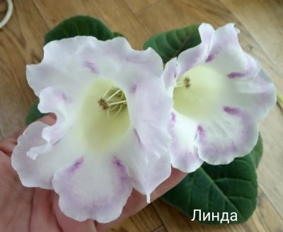 Лот: 15790590. Фото: 1. Глоксиния Линда - лист . Горшечные растения и комнатные цветы