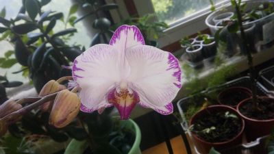 Лот: 3232829. Фото: 1. Орхидея Фаленопсис рацветает. Горшечные растения и комнатные цветы