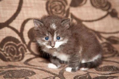 Лот: 2930853. Фото: 1. Котеночек - девочка. Кошки, котята