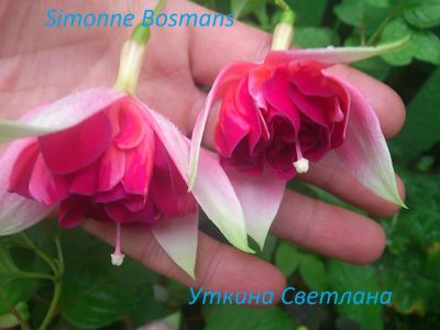 Лот: 4114843. Фото: 1. Фуксия Simonne Bosman's. Горшечные растения и комнатные цветы