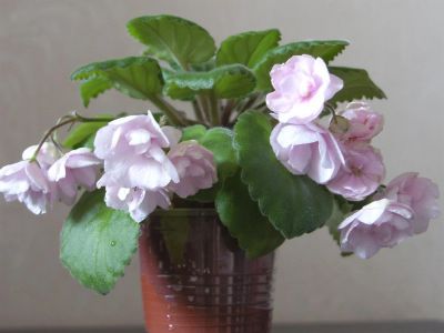 Лот: 3843673. Фото: 1. Фиалка Rose Garden (Champion... Горшечные растения и комнатные цветы