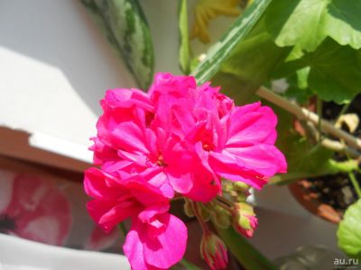 Лот: 9135276. Фото: 1. Герань молоденькая,цвет- фуксия... Горшечные растения и комнатные цветы