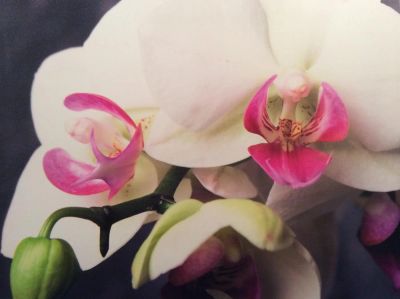 Лот: 7636796. Фото: 1. Картина панно орхидеи 90х90. Холсты чистые