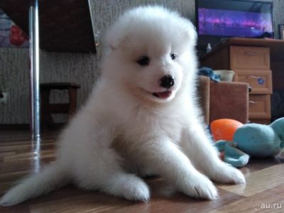 Лот: 13470985. Фото: 1. Щеночки Самоедской собаки. Собаки, щенки