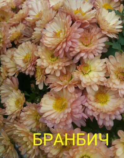 Лот: 8030521. Фото: 1. Бранбич Мультифлора. Садовые цветы