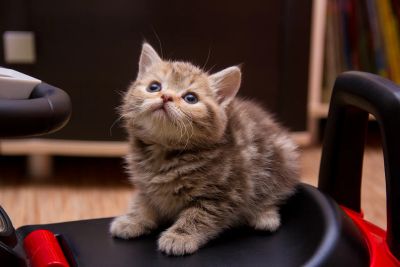 Лот: 8807151. Фото: 1. Породистая мраморная шотландка. Кошки, котята