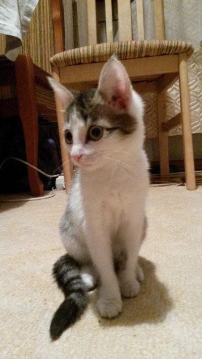 Лот: 6612252. Фото: 1. Грациозная Алиса ищет новую семью... Кошки, котята