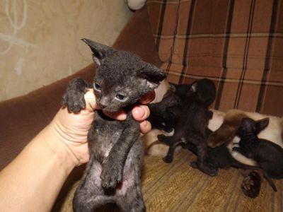 Лот: 3289199. Фото: 1. котята-сфинксята. Кошки, котята