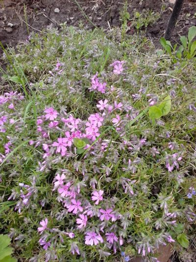 Лот: 9699485. Фото: 1. Флокс (phlox subulata) -розовый... Газоны