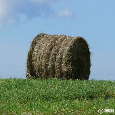 Лот: 3407435. Фото: 1. Сено в рулонах 250 кг. Свежий... Корма