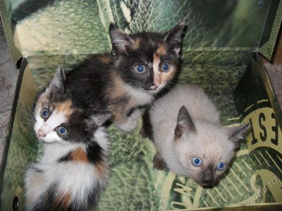 Лот: 1124855. Фото: 1. Подарю красивого котёнка!. Остальные животные