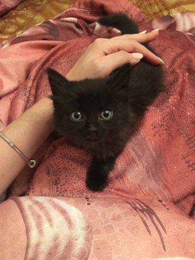 Лот: 12605555. Фото: 1. Котёнок. Кошки, котята