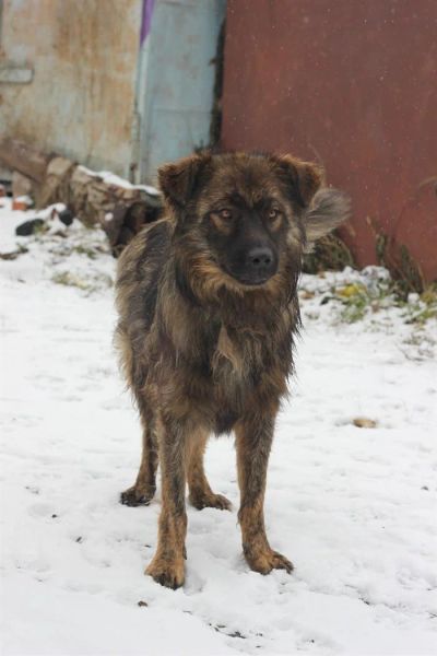 Лот: 3331642. Фото: 1. Молодой кобелек нуждается в хозяине. Собаки, щенки