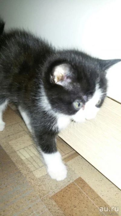 Лот: 8473750. Фото: 1. Еще котик. Кошки, котята