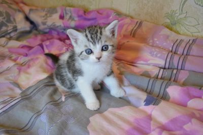 Лот: 12767744. Фото: 1. Котенок Шотландской вислоухой... Кошки, котята