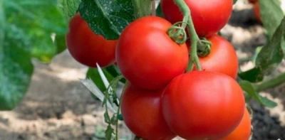 Лот: 19037582. Фото: 1. Рассада томат (помидор) Яблоки... Овощи