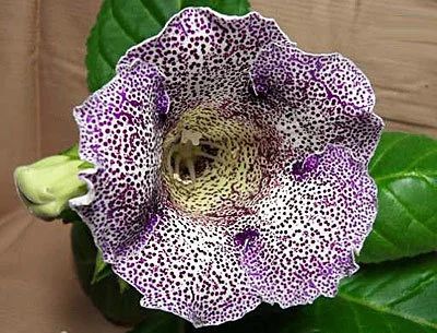 Лот: 10984693. Фото: 1. Семена глоксинии "Синие чернила... Горшечные растения и комнатные цветы