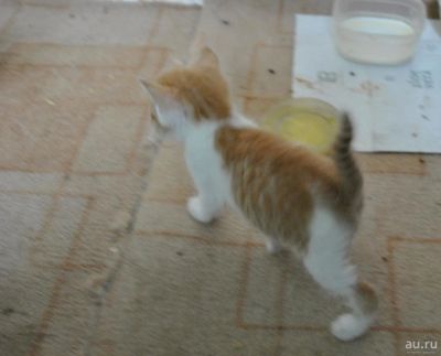 Лот: 10362774. Фото: 1. Отдам котят. Кошки, котята