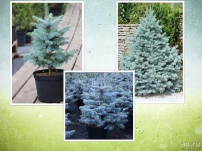 Лот: 9874201. Фото: 1. Голубая ель (Picea pungens). Декоративные кустарники и деревья